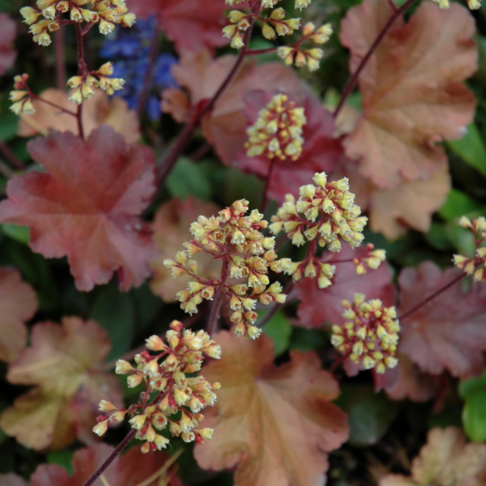 Indy Plants Little Cuties Coral Bells - Thumbnail 2