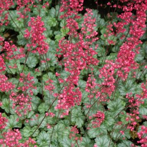 Paris Coral Bells