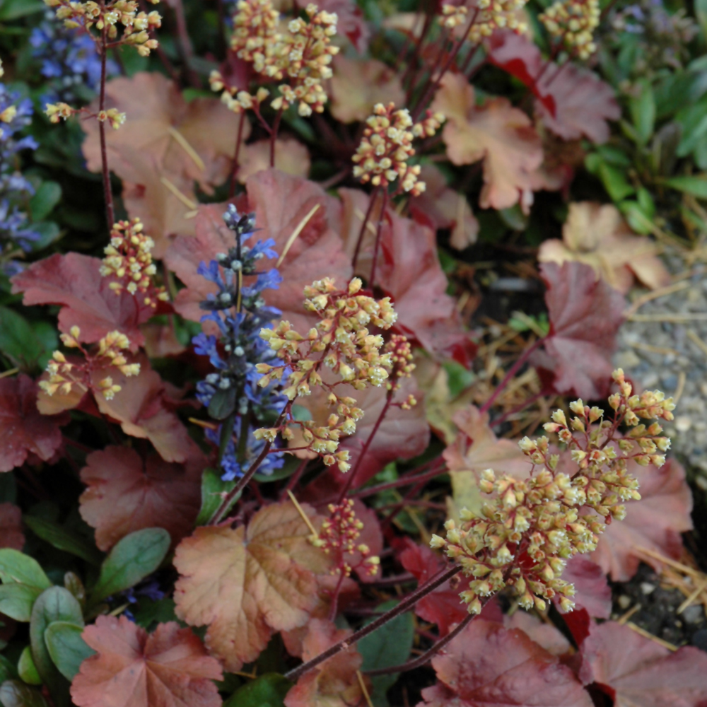 Indy Plants Little Cuties Coral Bells - Thumbnail 3