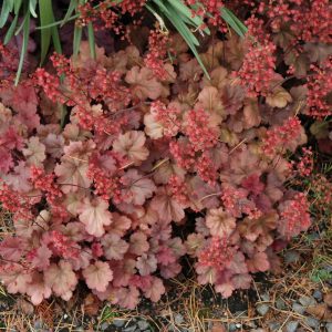 Cherry Cola Coral Bells