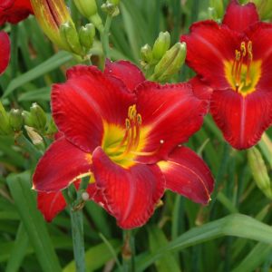Chicago Apache Daylily