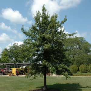 Shingle Oak