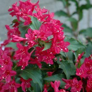 Sonic Bloom Red Reblooming Weigela