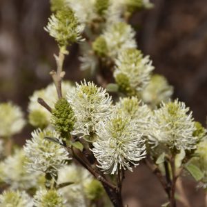 Mt. Airy Fothergilla