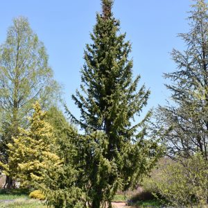Serbian Spruce