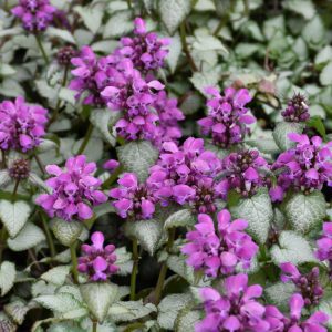 Purple Dragon Spotted Dead Nettle
