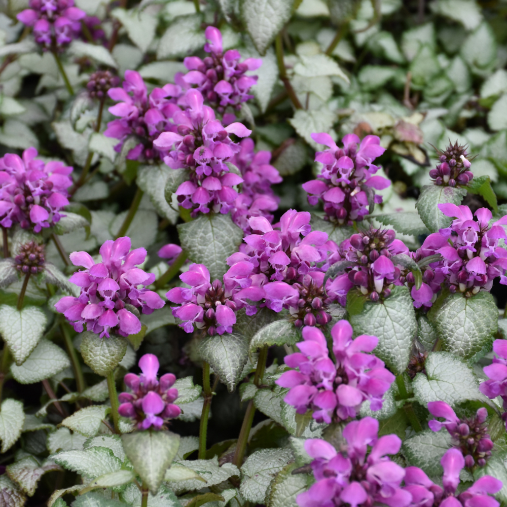 Indy Plants Spotted Dead Nettle