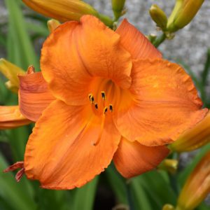 Mauna Loa Daylily