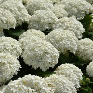 Incrediball Hydrangea