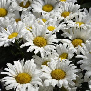 Daisy May Shasta Daisy