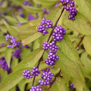 Early Amethyst Beautyberry