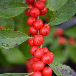 Red Sprite Winterberry