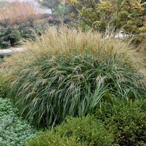 Adagio Maiden Grass