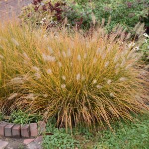 Hameln Dwarf Fountain Grass