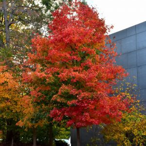 Fall Fiesta Sugar Maple