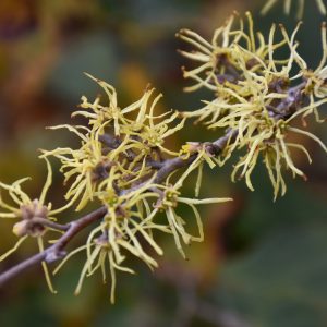 Common Witchhazel