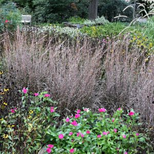 Standing Ovation Bluestem