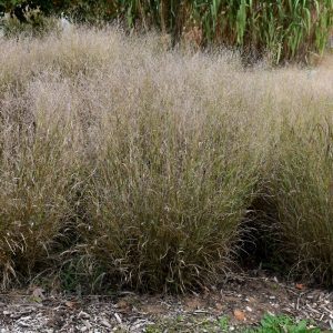 Shenandoah Reed Switch Grass