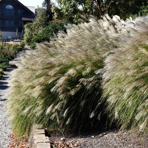 Gracillimus Maiden Grass
