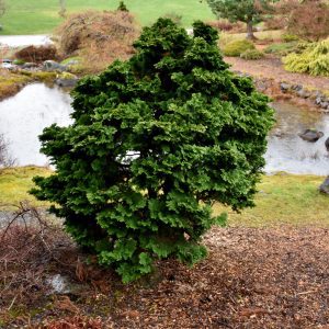 Dwarf Hinoki Falsecypress