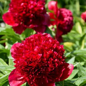 Red Charm Peony