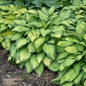 Paul's Glory Hosta