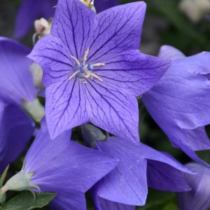 Sentimental Blue Balloon Flower