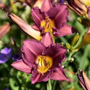 Purple de Oro Daylily