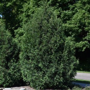 Techny Arborvitae