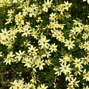 Moonbeam Tickseed