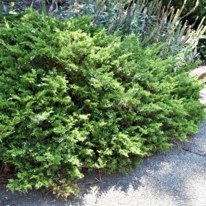 Buffalo Juniper