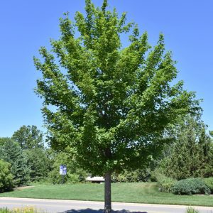 State Street Miyabe Maple