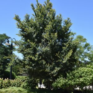 Frontier Elm