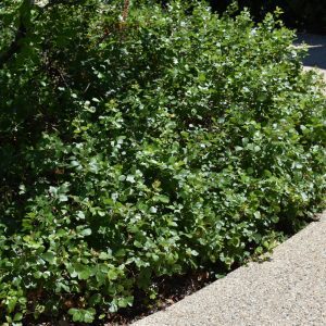 Gro-Low Fragrant Sumac
