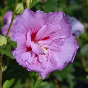 Lavender Chiffon Rose Of Sharon