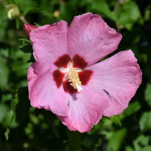 Aphrodite Rose of Sharon