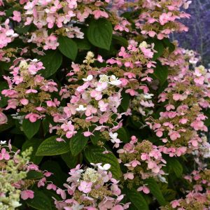 Quick Fire Hydrangea