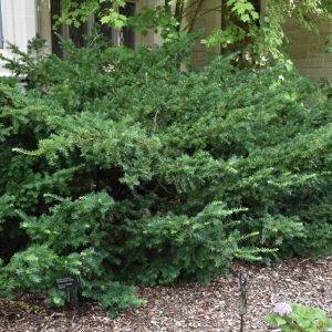 Ward's Yew