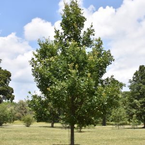 Heritage English Oak