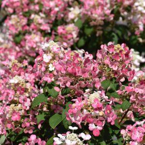 Little Quick Fire Hydrangea
