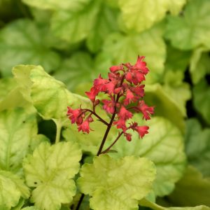 Tokyo Coral Bells