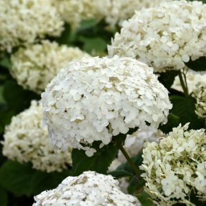 Invincibelle Wee White Hydrangea