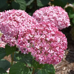Invincibelle Spirit II Hydrangea