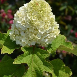 Gatsby Moon Hydrangea