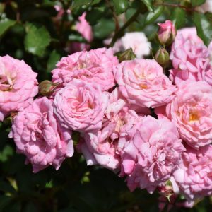 Sweet Drift Rose