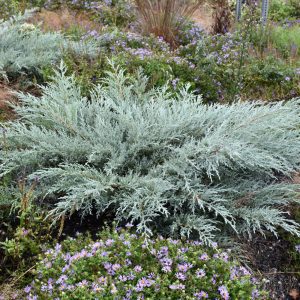 Grey Owl Redcedar
