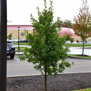 Green Gable Black Gum