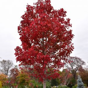 October Glory Red Maple