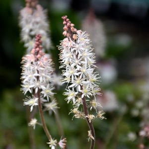 Pink Skyrocket Foamflower