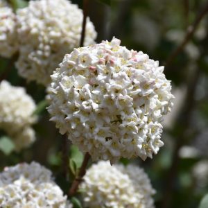Burkwood Viburnum